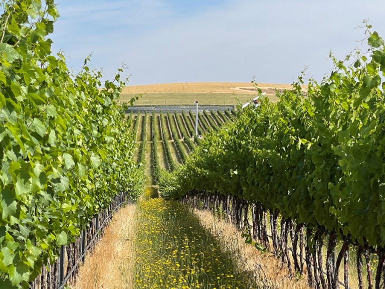 Dunham Cellars estate vineyard